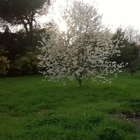 Πανσιόν Il Viale Degli Ulivi *