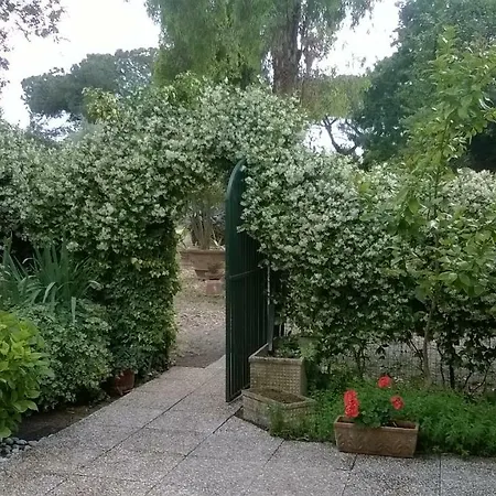 Il Viale Degli Ulivi
